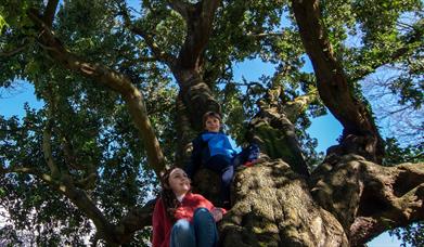 Old Holmer Tree in Kilbroney Park