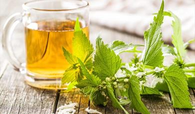 Nettle Tea