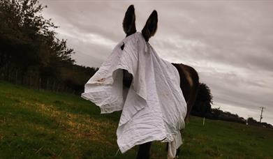 Donkey dress up as ghost