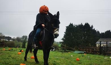 Donkey Rider with Pumpkin Head