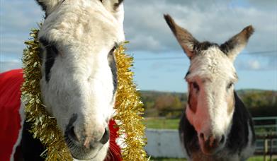 Donkeys in Festive Gear, Ballynahinch County Down