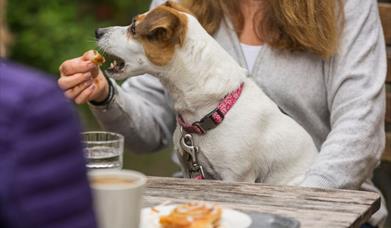 Jack Russell Terrier on a woman's lap sitting on a park bench. She is feeding him a piece of a cinnamon roll.