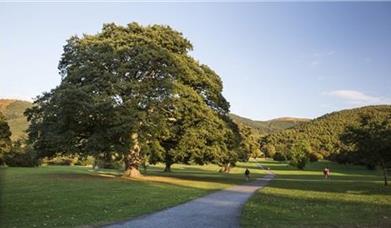 View in Kilbroney Park with tree and green area