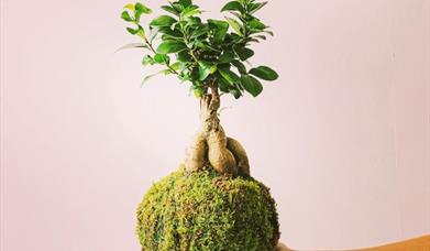 Kokedama