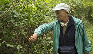 Lady picking berries from bush
