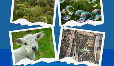 Mini Forest Festival