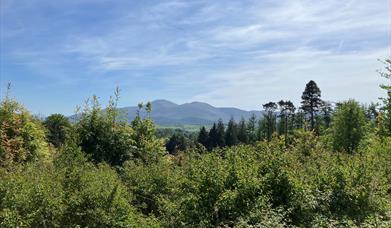 View of the Mournes from Castlewellan Forest Park