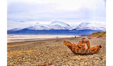 Murlough Driftwood by Evan Boyce WINNER