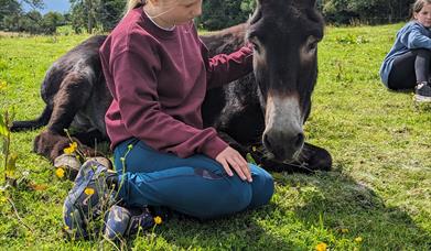 child with lying down donkey, Ballynahinch County Down