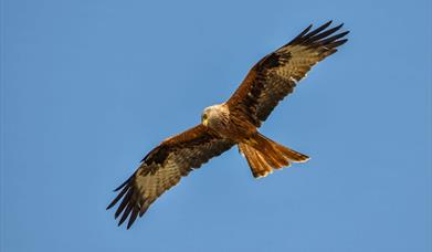 Red Kite Blue Sky