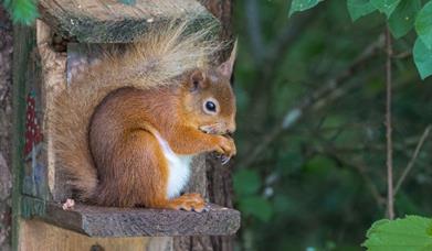 Red Squirrel
