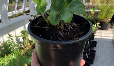Strawberry Plant