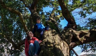 A boy and a girl sitting up in the 'Old Holmer' oak tree in Kilbroney Park.