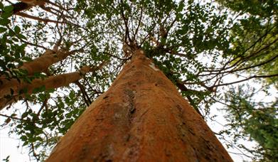 Photo taken looking up a tree trunk  at the canopy.