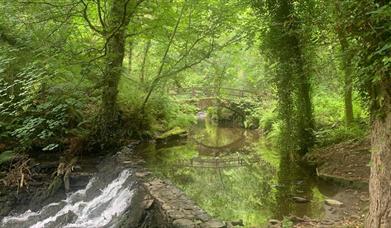 Image of green forest with water and bridge
