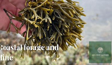 Coastal Forage and Dine