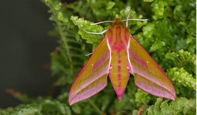 Elephant Hawk Moth