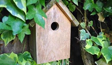 Nest box in Castlewellan Forest Park