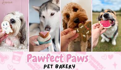 4 dogs with different types of doggy biscuits