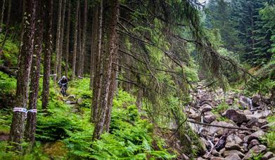 Mountain biker in forest