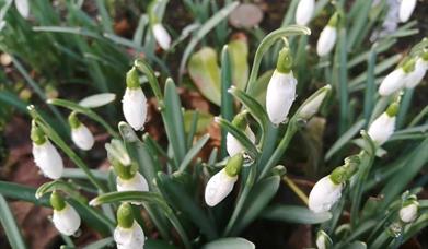 snowdrops