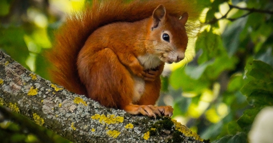 Red Squirrels / Sciurus vulgaris / Iora rua - Visit Mourne Mountains