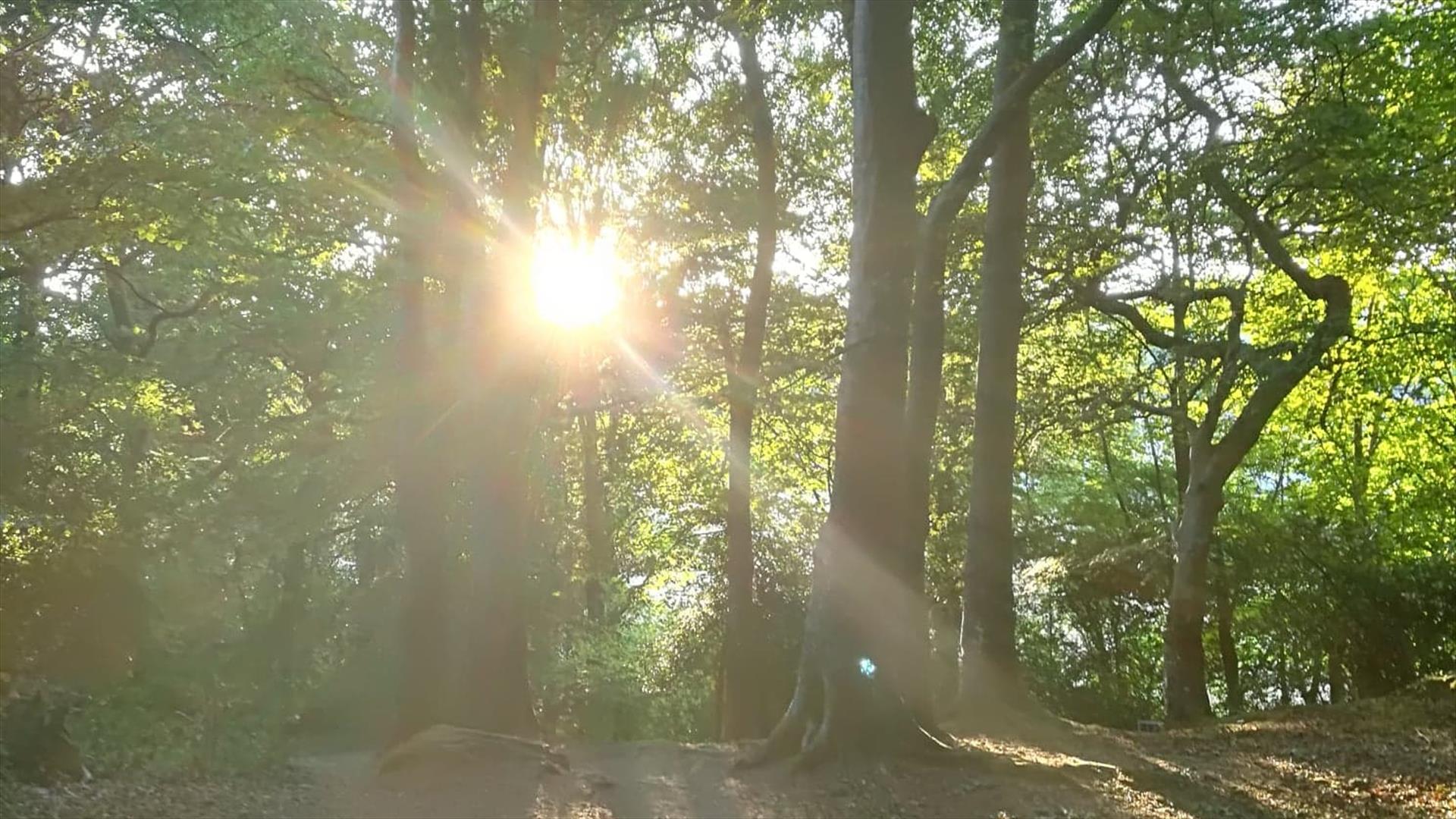 Forest bathing