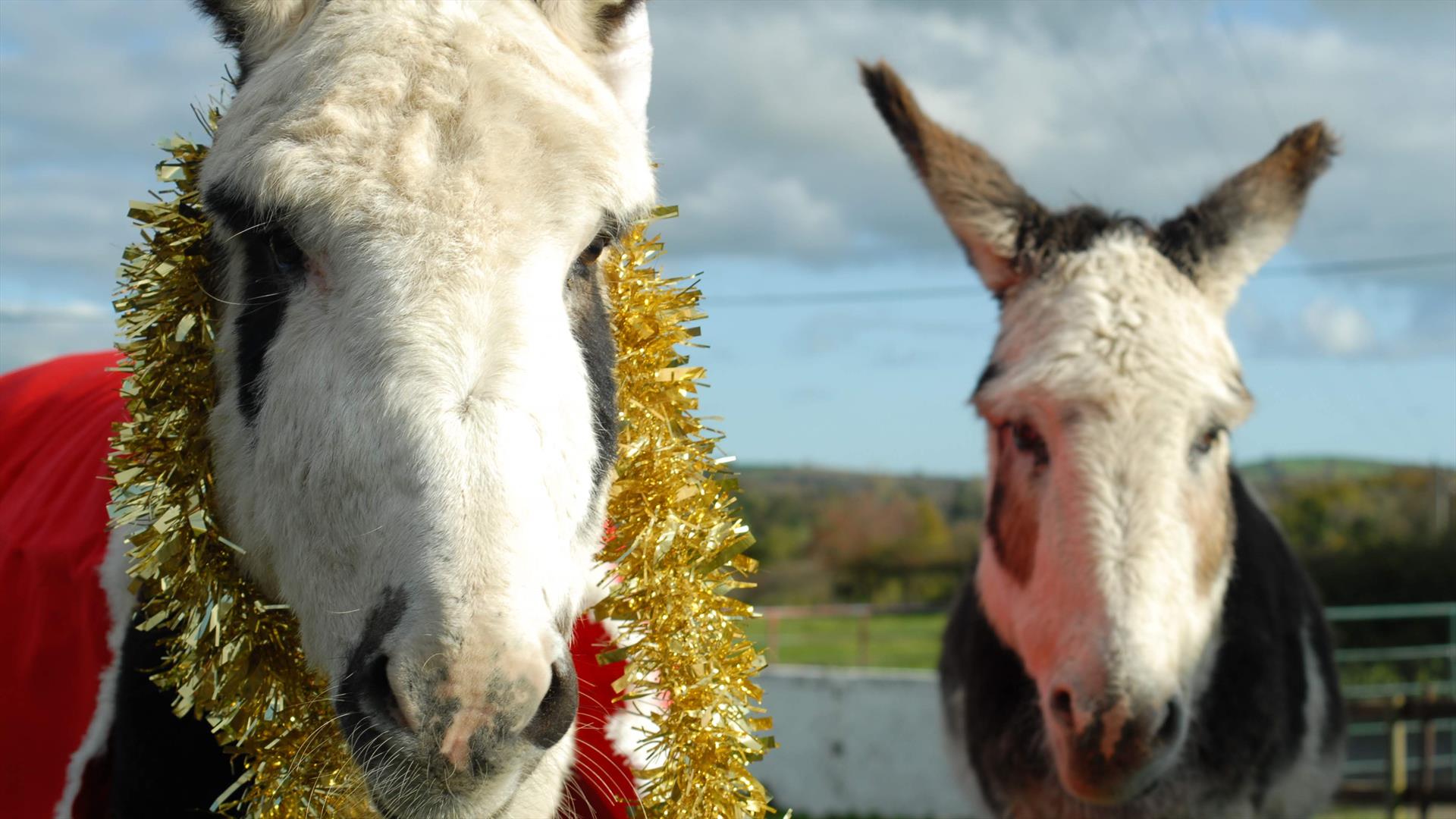 Donkeys in Festive Gear, Ballynahinch County Down