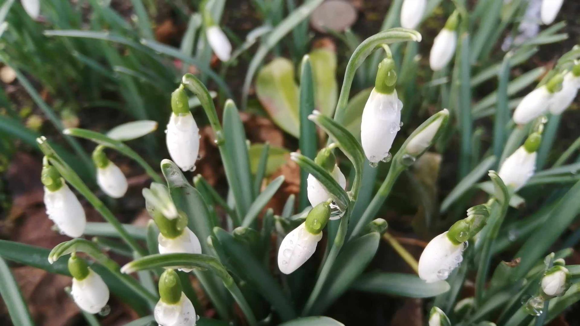 snowdrops