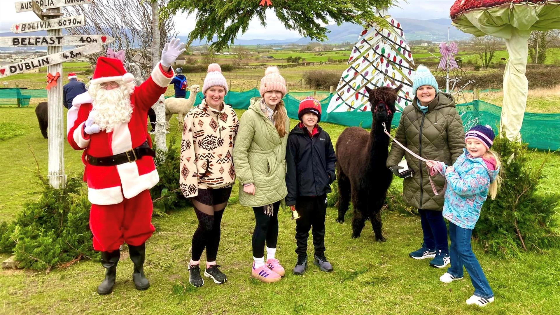 cranfield alpacas Christmas fest event