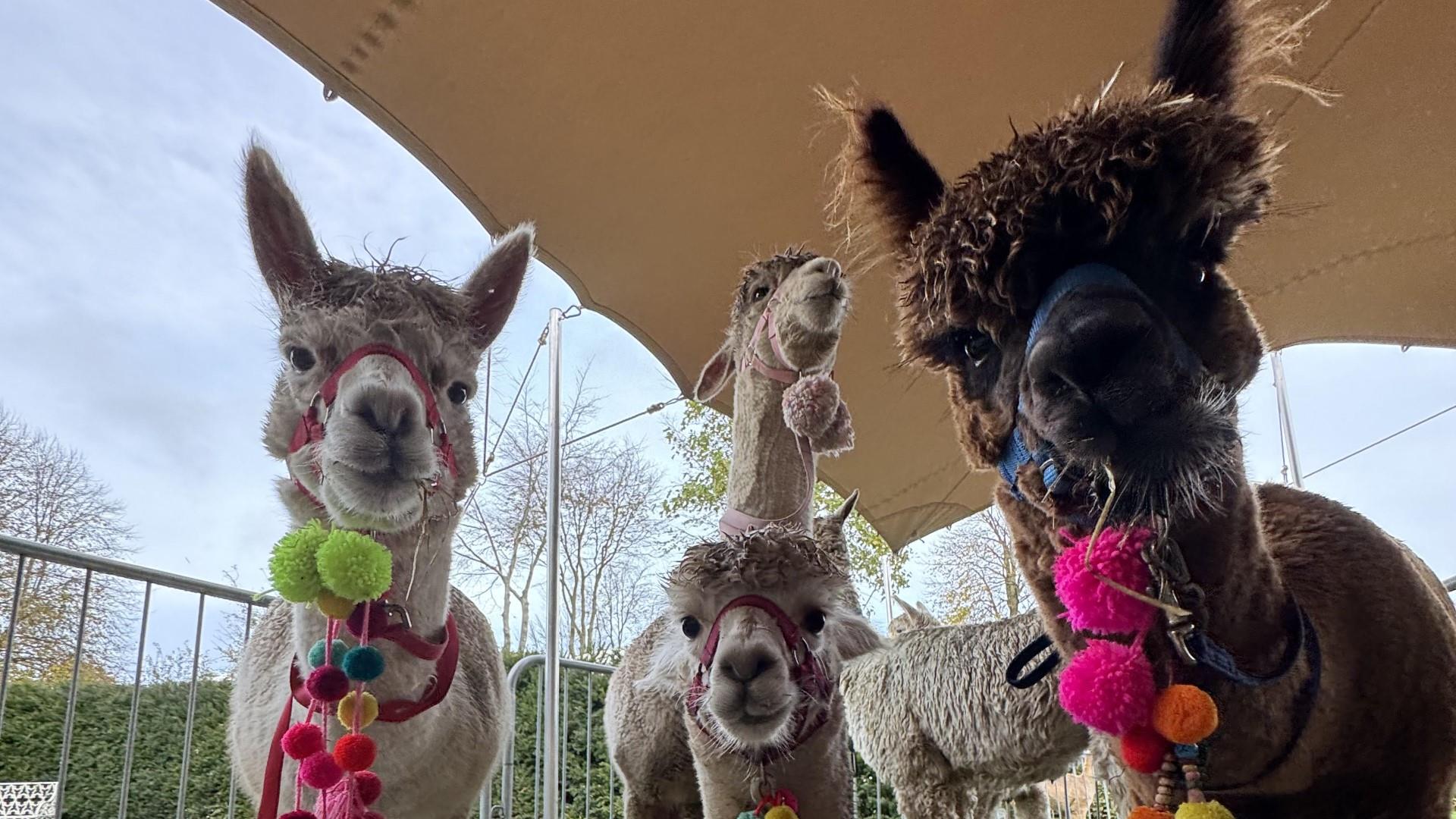 Four Alpacas in enclosure looking at camera