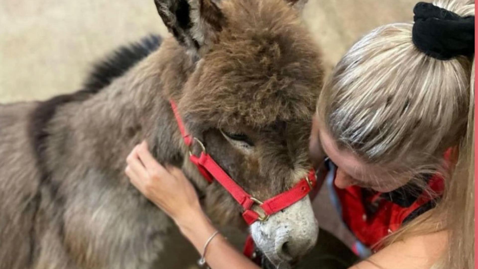 Woman Cuddling Donkey
