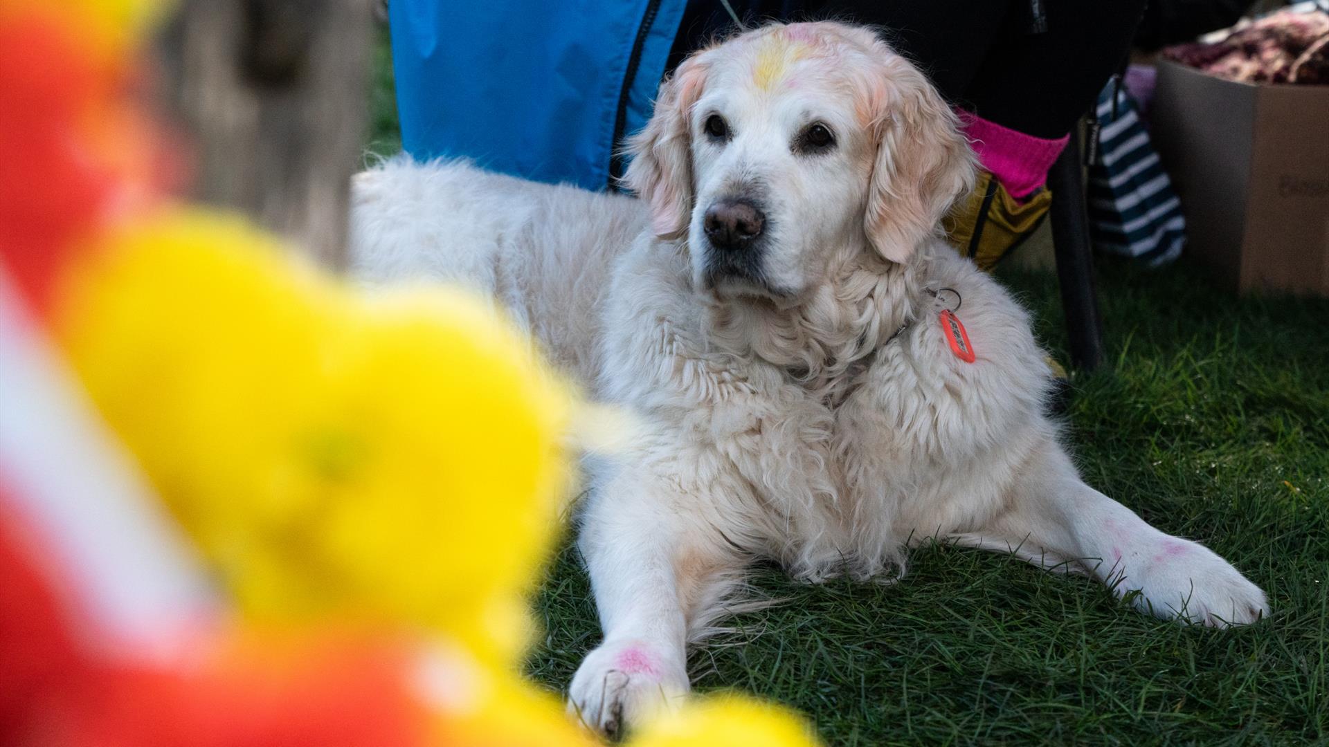 Dog at Rowallane Garden