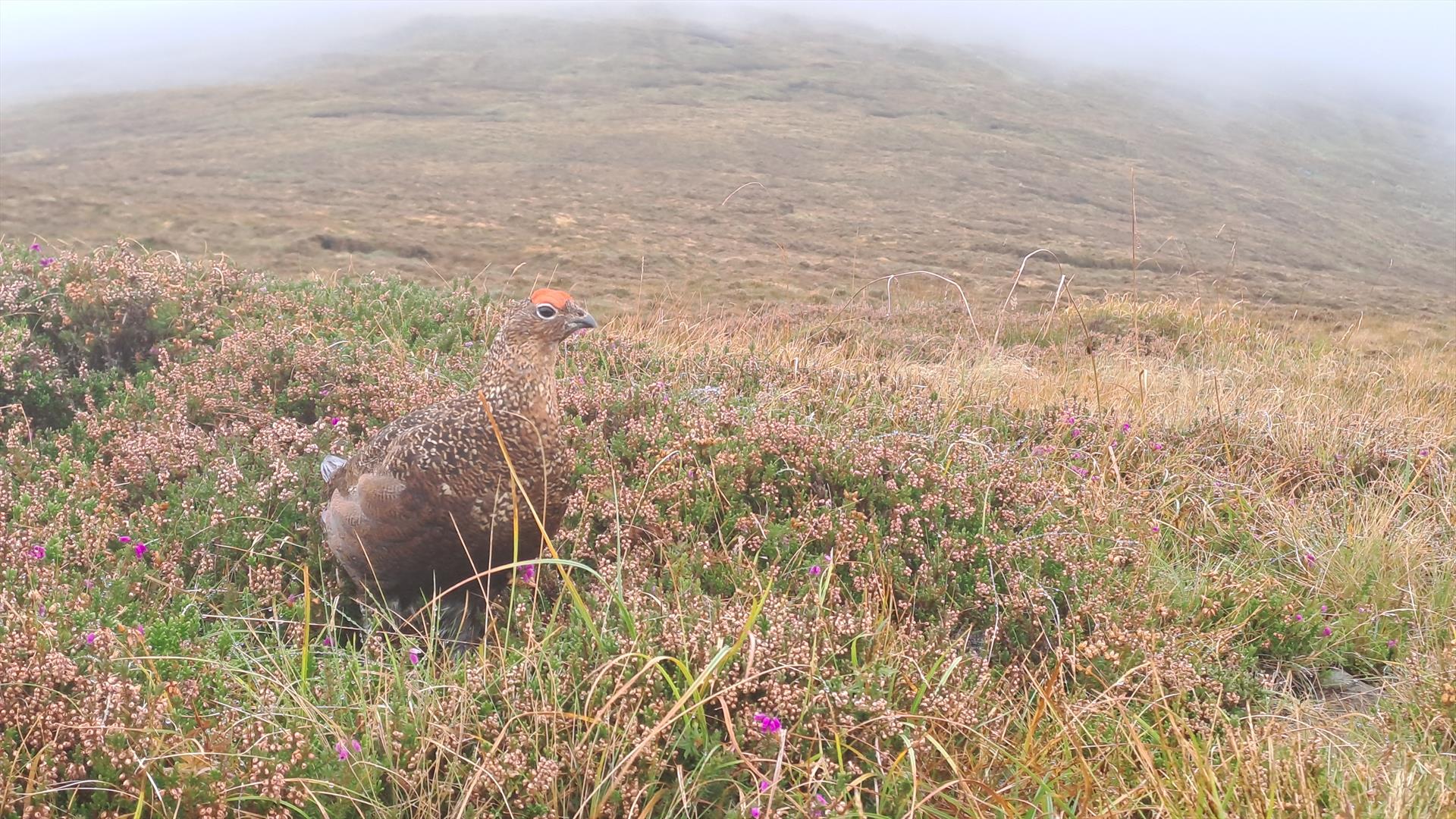 A Walk from Leitrim Lodge
