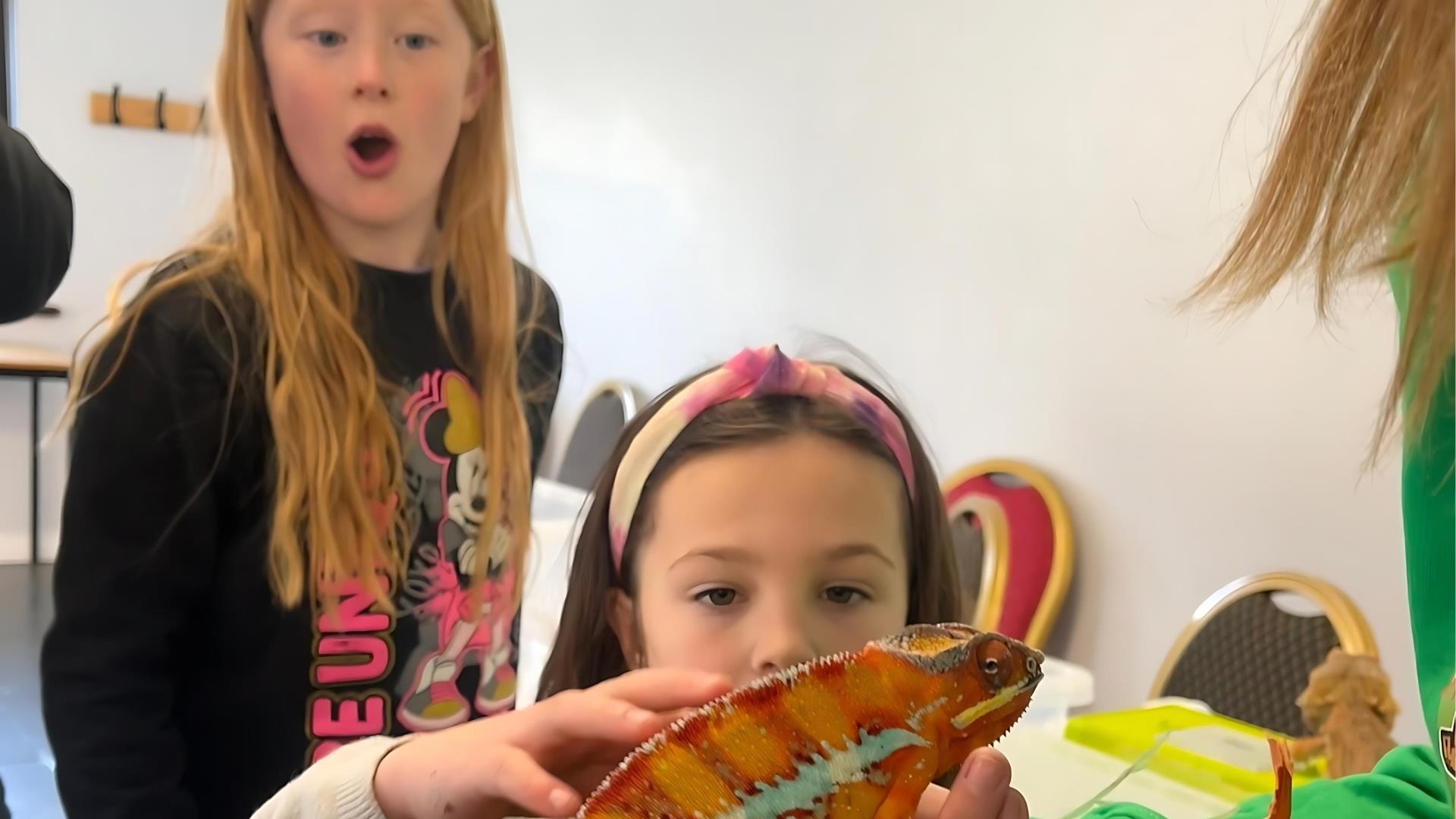 Two girls look at a reptile at Wonders of Wildlife at Delamont Country Park.