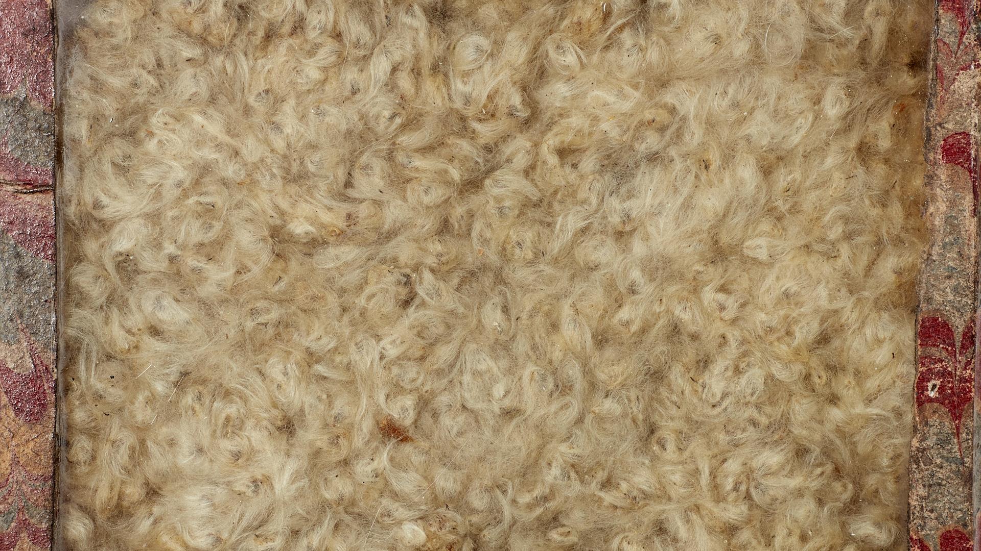 Image of Asciepias incarnata, Apocynaceae, from North America, copyright Natural History Museum. The box is wrapped in red, yellow and green marbled p