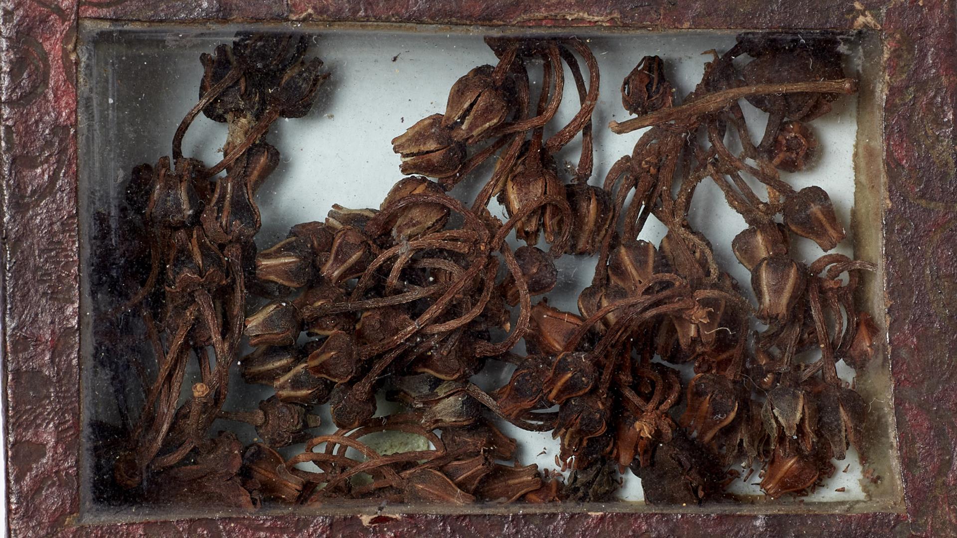 Image of a box with Lyonia lucida, Ericaceae, from North America, which is part of Natural History Museum's collection of vegetable substances. Image