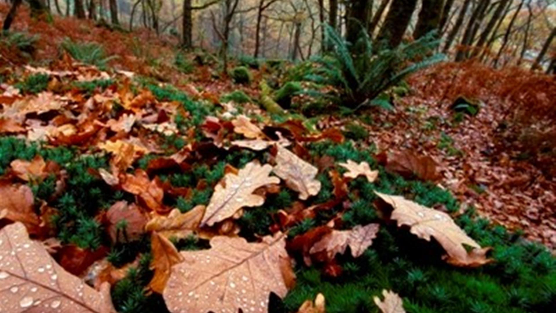 Rostrevor Forest