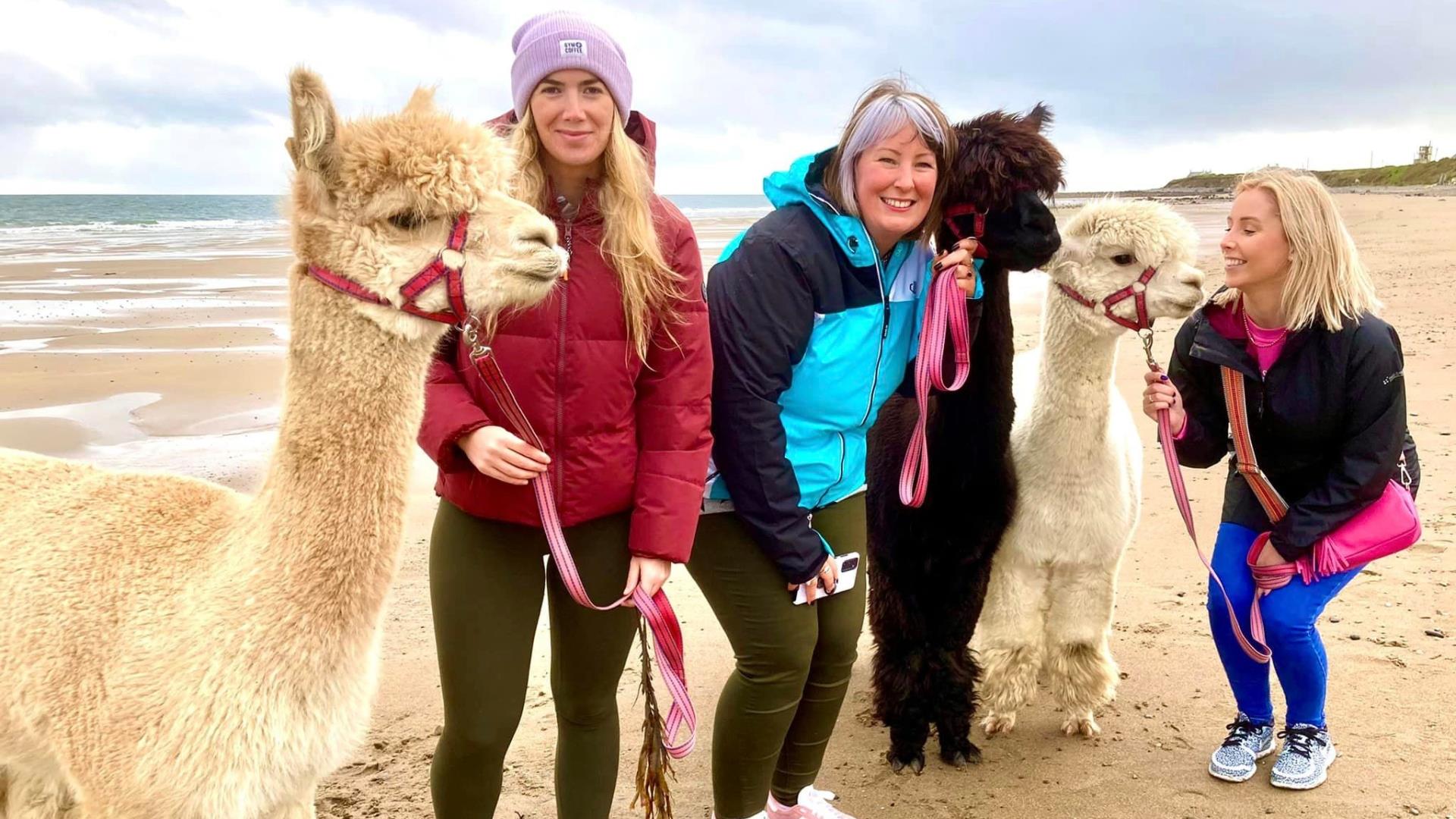 Cranfield Alpacas