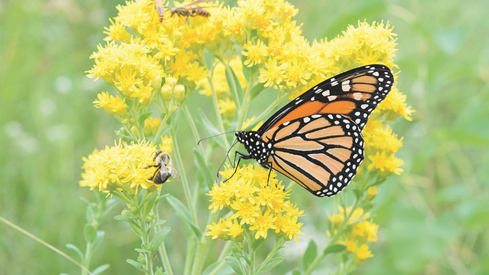 Jen Farrar: A Journey into the Amazing Mini Jungle Around us!