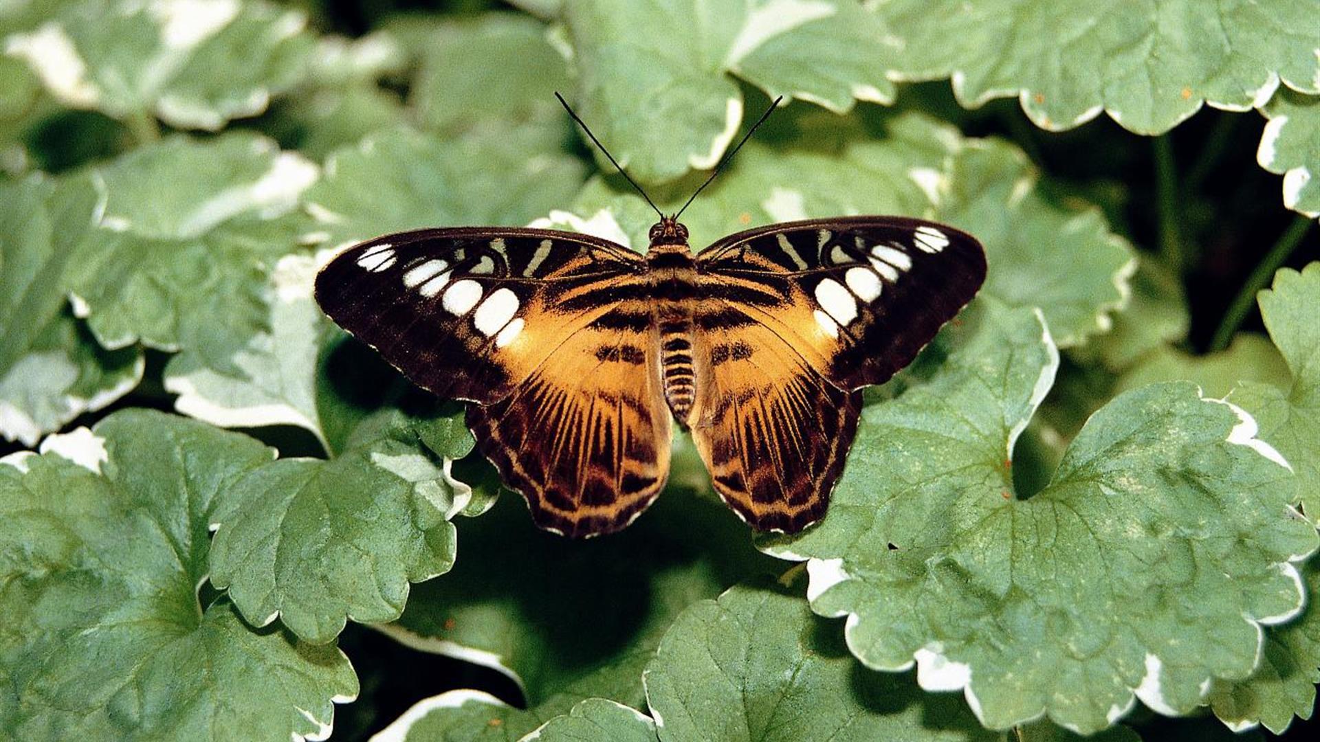 Seaforde Gardens and Tropical Butterfly House