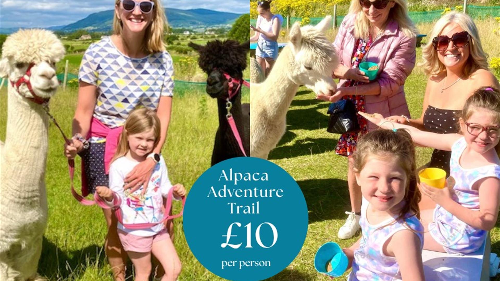 Cranfield Alpacas - Summer Adventure Trail