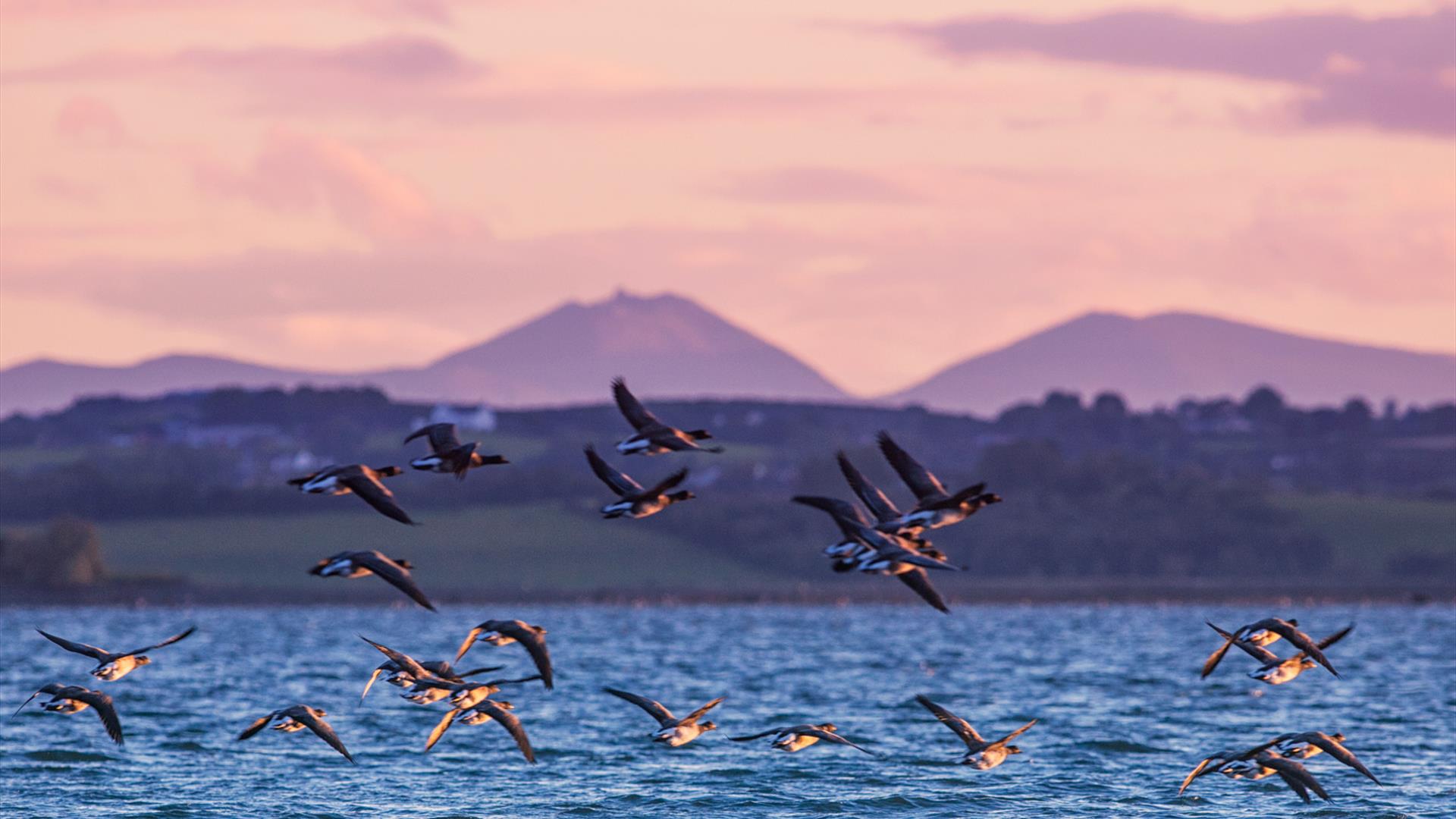 Brent Geese flying over Strangford Lough with Mournes on horizon