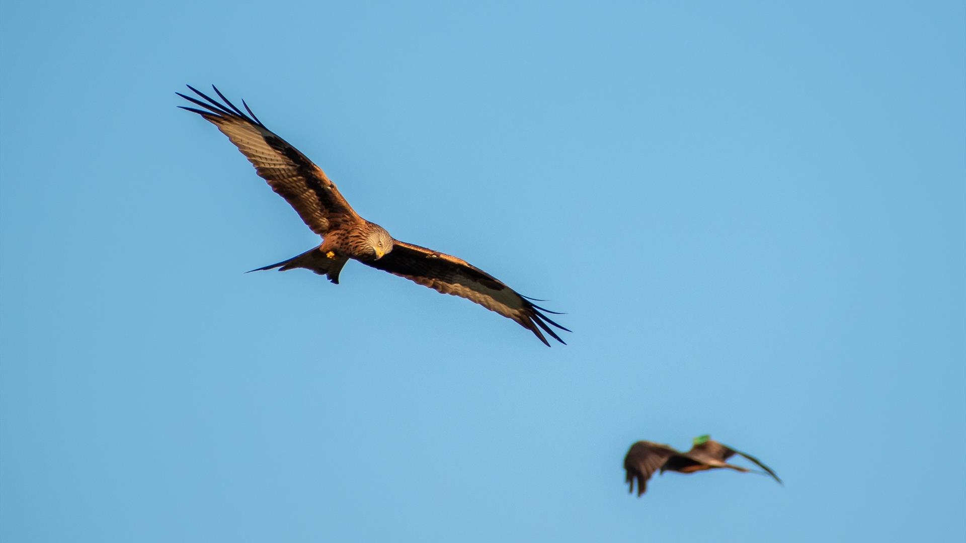 Red Kites in flight