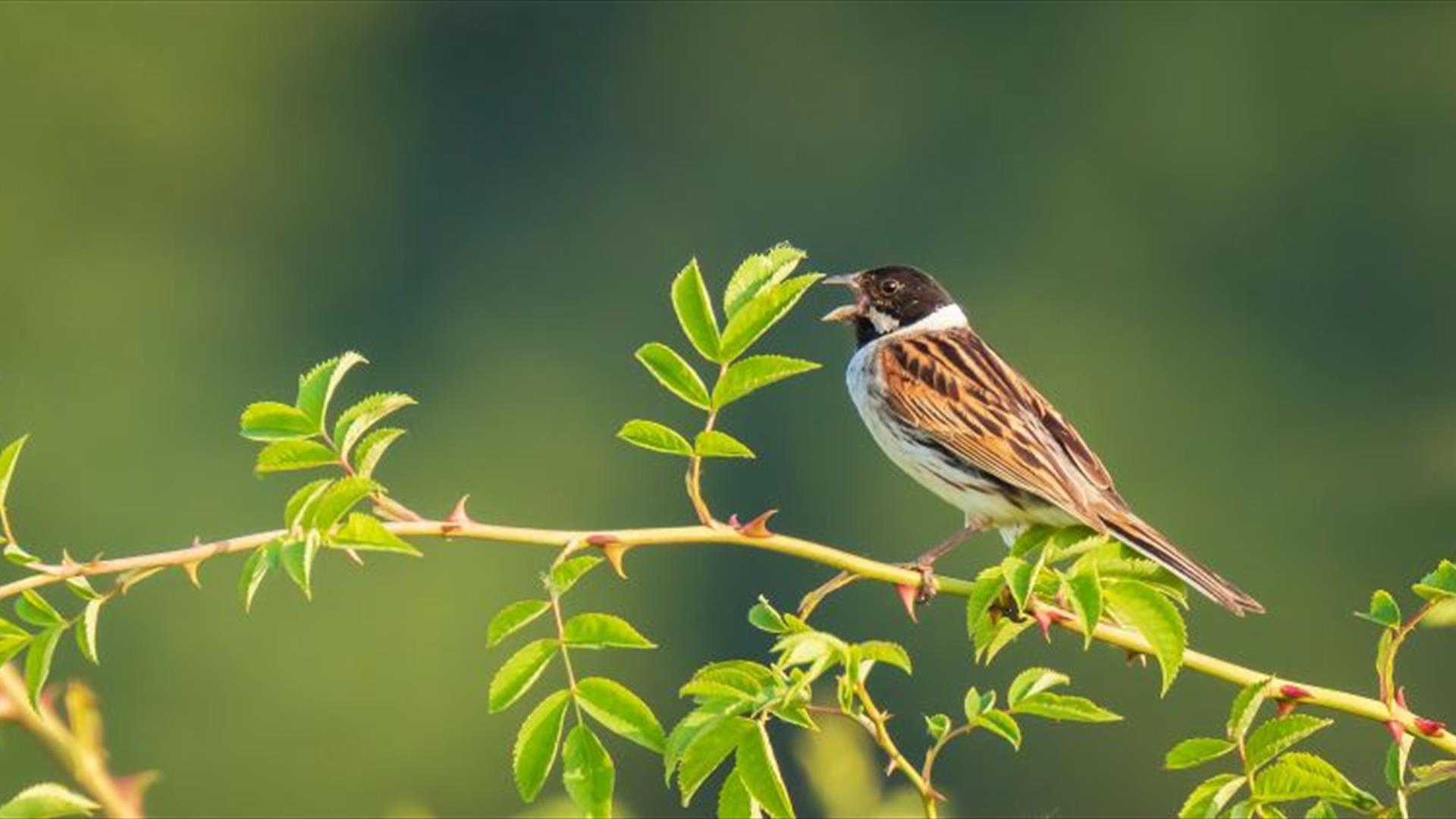 Dawn Chorus, bird on branch