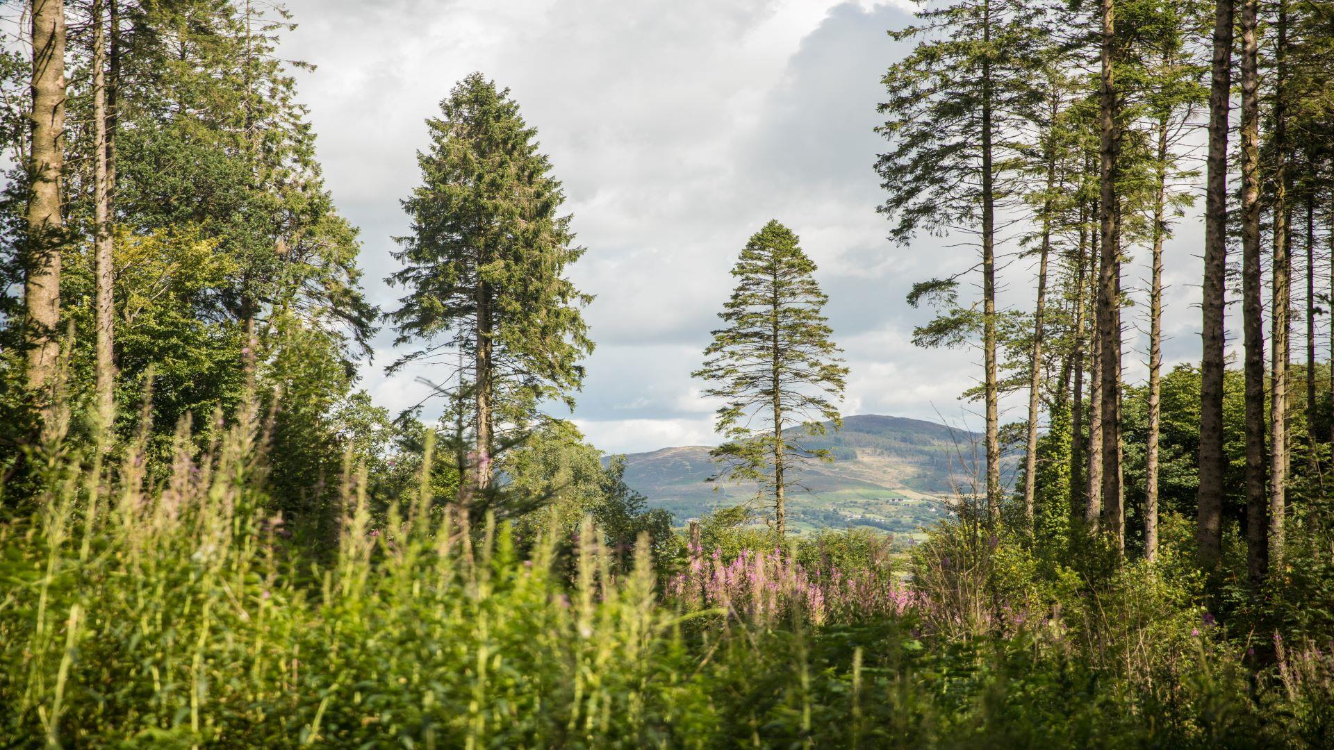 Trees at Slieve Gullion Forest Park