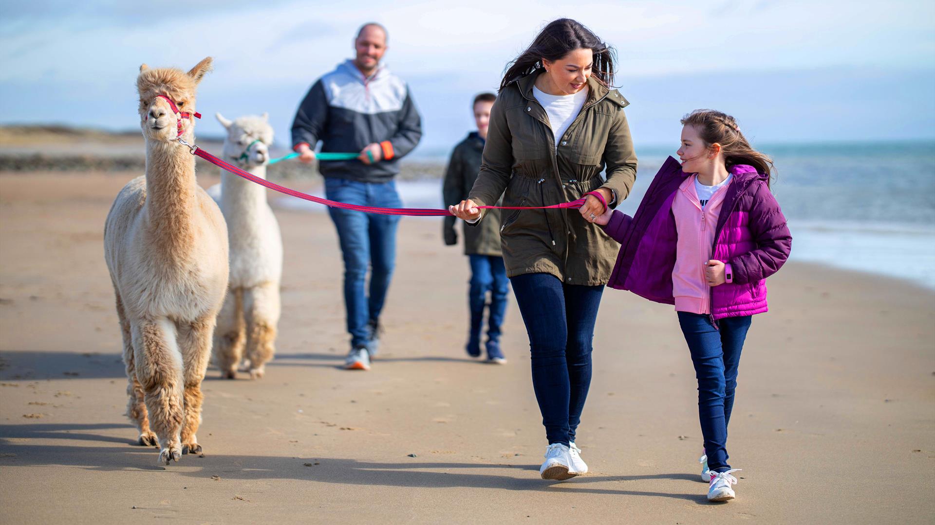 Cranfield Alpacas Family Beach Trek