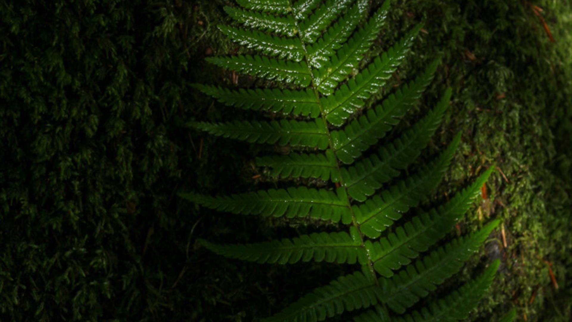 Fern leaf