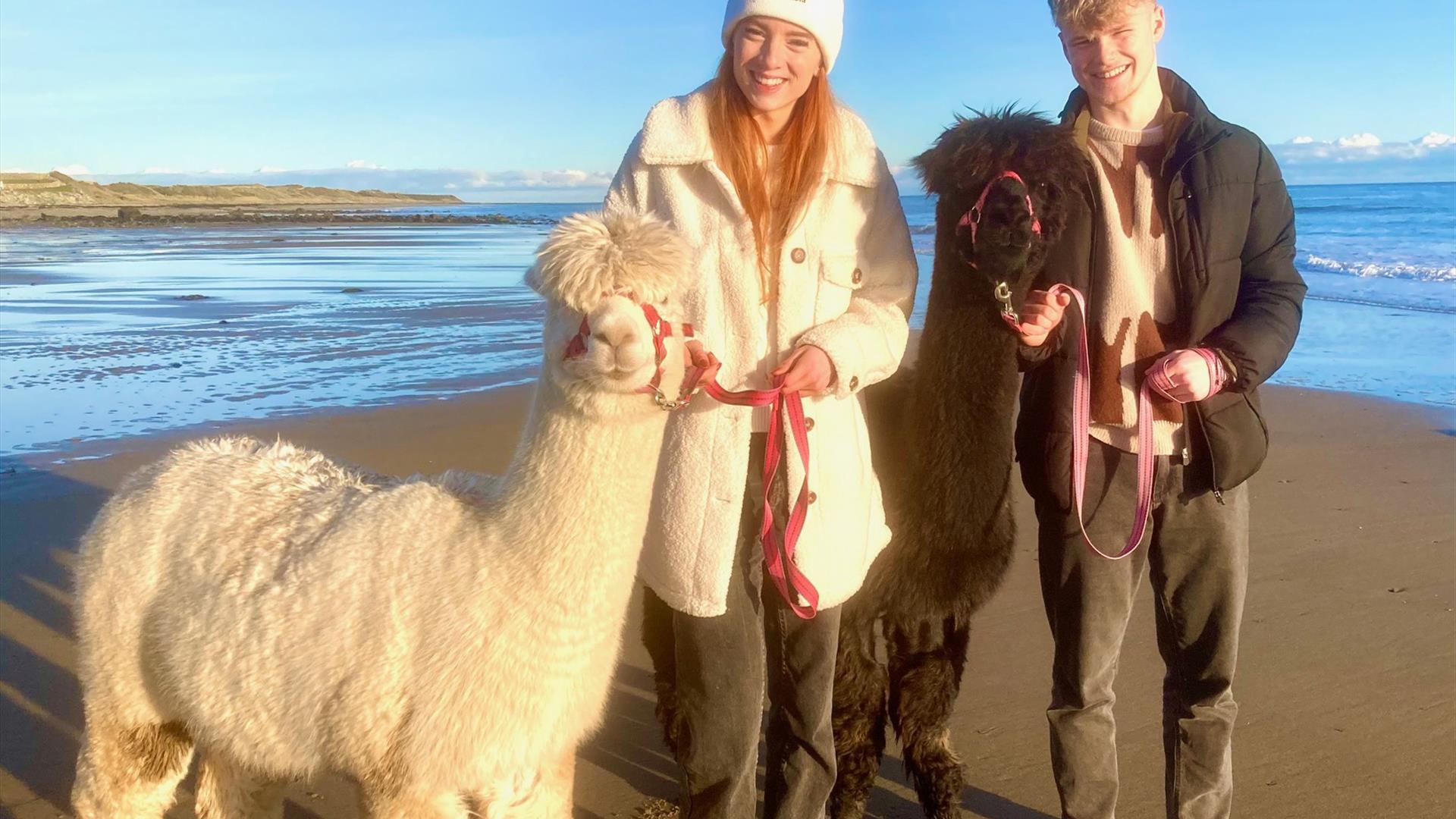 Festive Alpaca Beach Treks