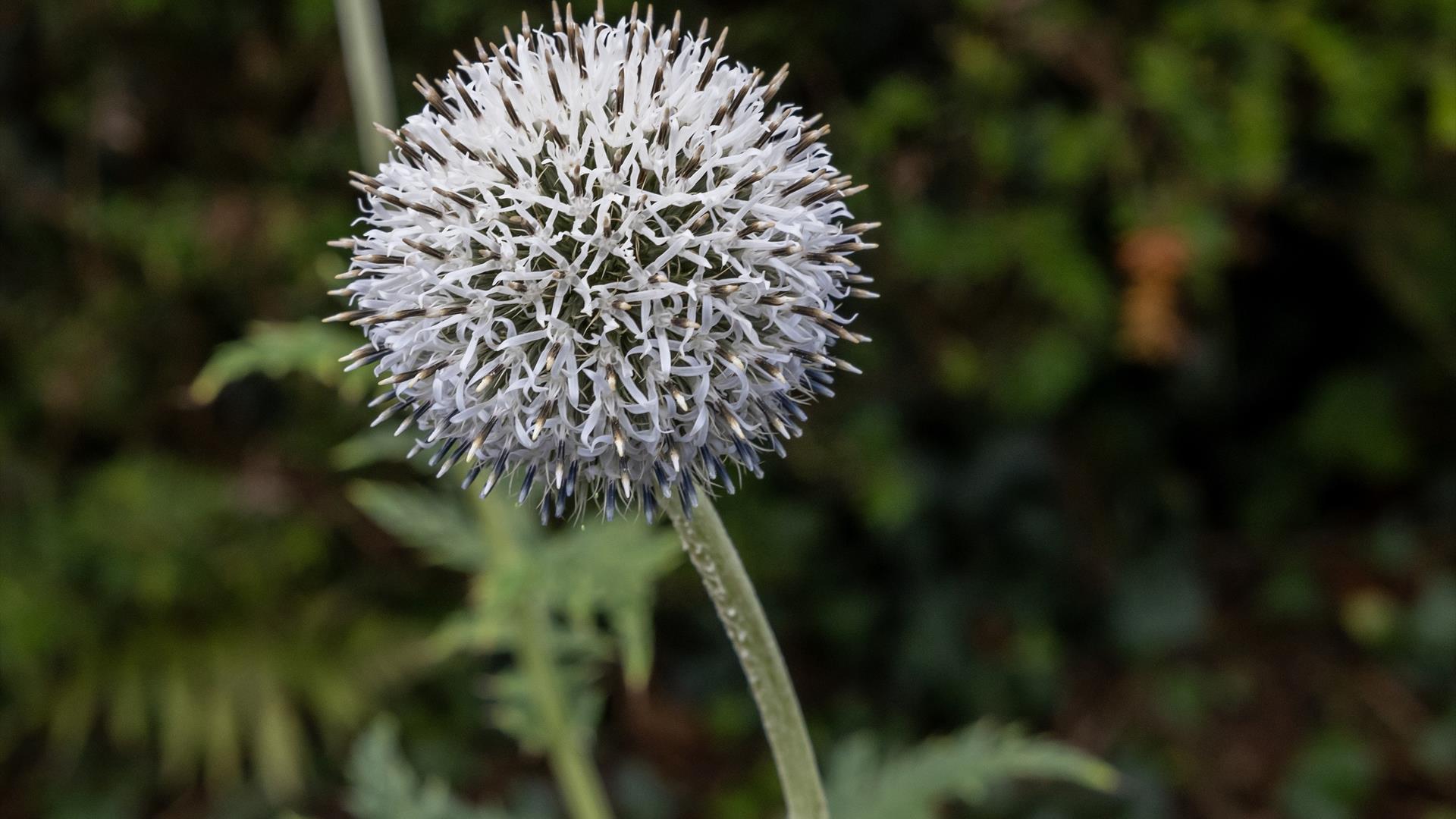 White ball like flower